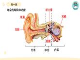 小学科学教科版四年级上册第一单元4《我们是怎样听到声音的》教学课件（2023秋新课标版）