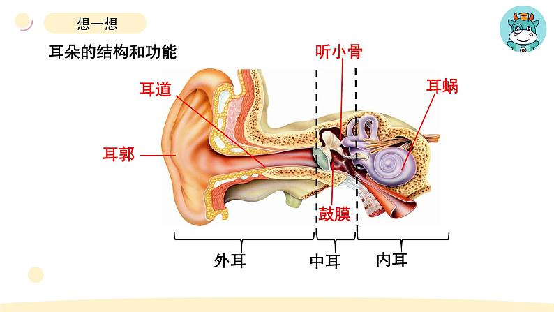 小学科学教科版四年级上册第一单元4《我们是怎样听到声音的》教学课件（2023秋新课标版）第2页