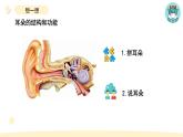 小学科学教科版四年级上册第一单元4《我们是怎样听到声音的》教学课件（2023秋新课标版）