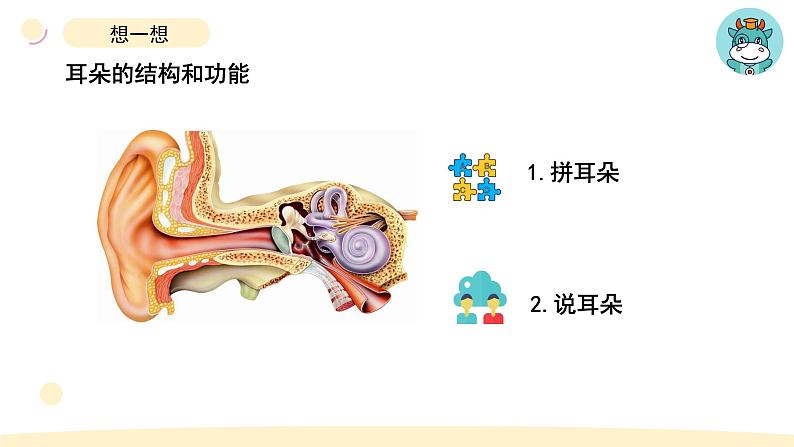 小学科学教科版四年级上册第一单元4《我们是怎样听到声音的》教学课件（2023秋新课标版）第3页