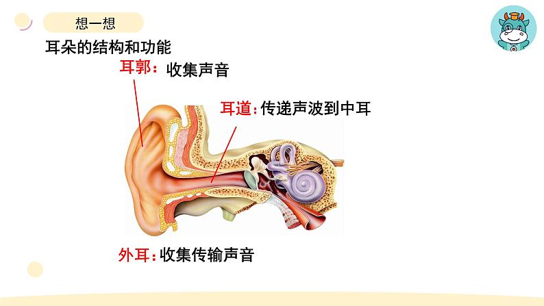 小学科学教科版四年级上册第一单元4《我们是怎样听到声音的》教学课件（2023秋新课标版）第4页