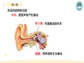 小学科学教科版四年级上册第一单元4《我们是怎样听到声音的》教学课件（2023秋新课标版）