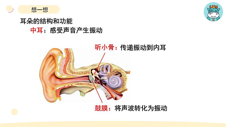 小学科学教科版四年级上册第一单元4《我们是怎样听到声音的》教学课件（2023秋新课标版）第5页