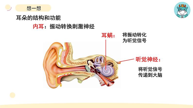小学科学教科版四年级上册第一单元4《我们是怎样听到声音的》教学课件（2023秋新课标版）第6页