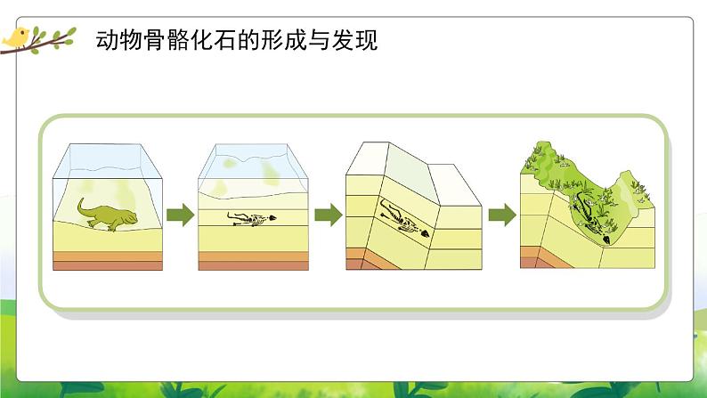 3.9《化石告诉我们什么》教学课件PPT第6页