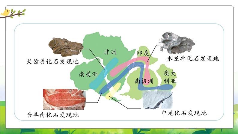 3.10《用化石作证据》教学课件PPT04