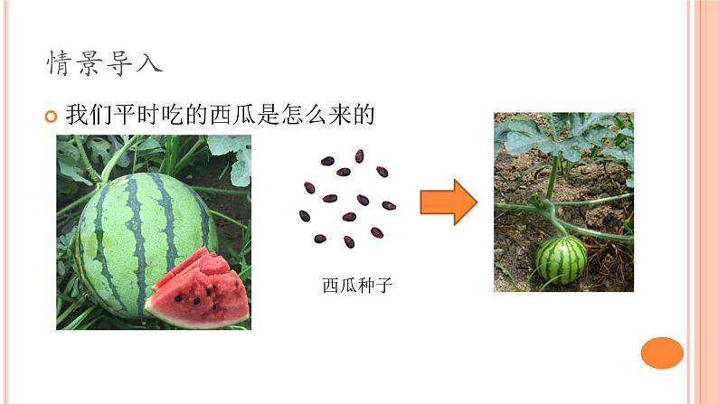 六上-1种豆得豆课件PPT第3页