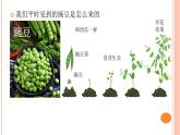 六上-1种豆得豆课件PPT