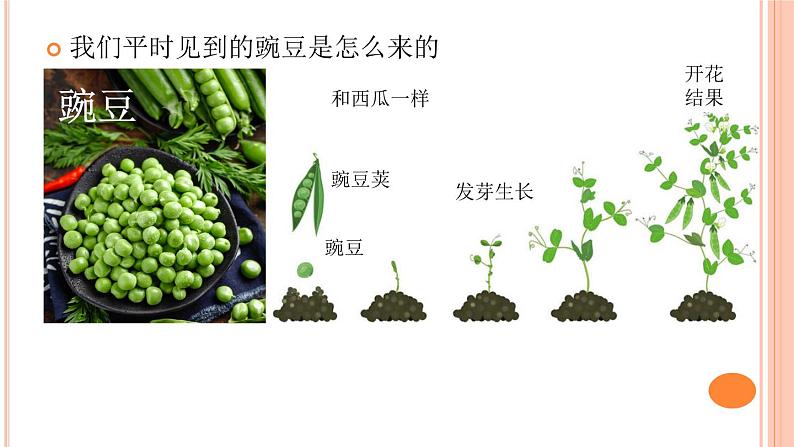 六上-1种豆得豆课件PPT第4页