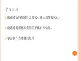 六上-3化石里的古生物课件PPT
