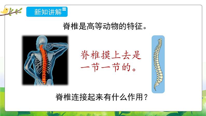 1.1《给动物分类》教学PPT+教案设计07