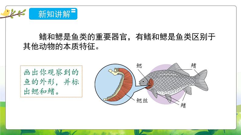 1.2《鱼类》教学PPT+教案设计08