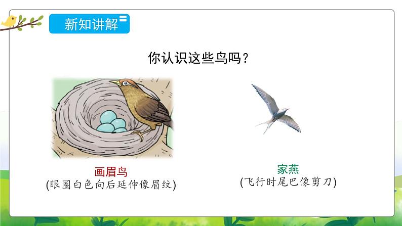 1.3《鸟类》教学PPT+教案设计03