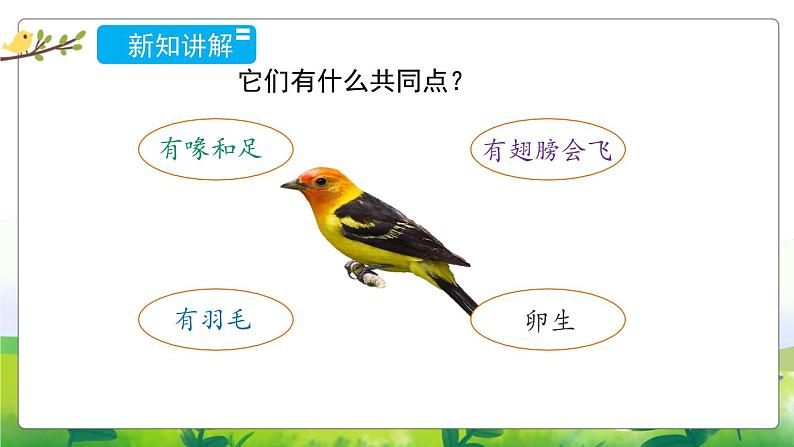 1.3《鸟类》教学PPT+教案设计06