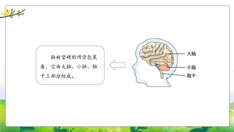 5.19《我们的大脑》教学PPT第3页