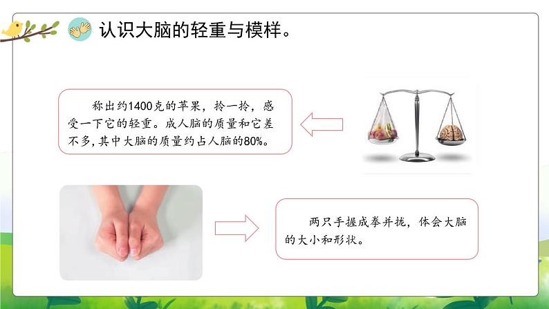 5.19《我们的大脑》教学PPT第4页