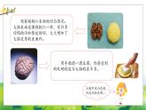 5.19《我们的大脑》教学PPT