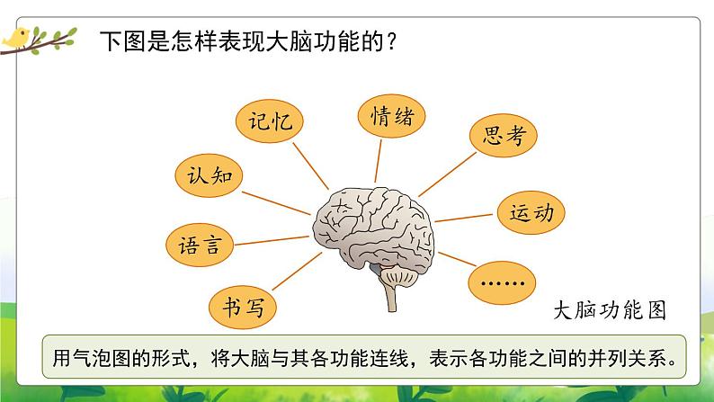 5.20《大脑的开发与利用》教学PPT04