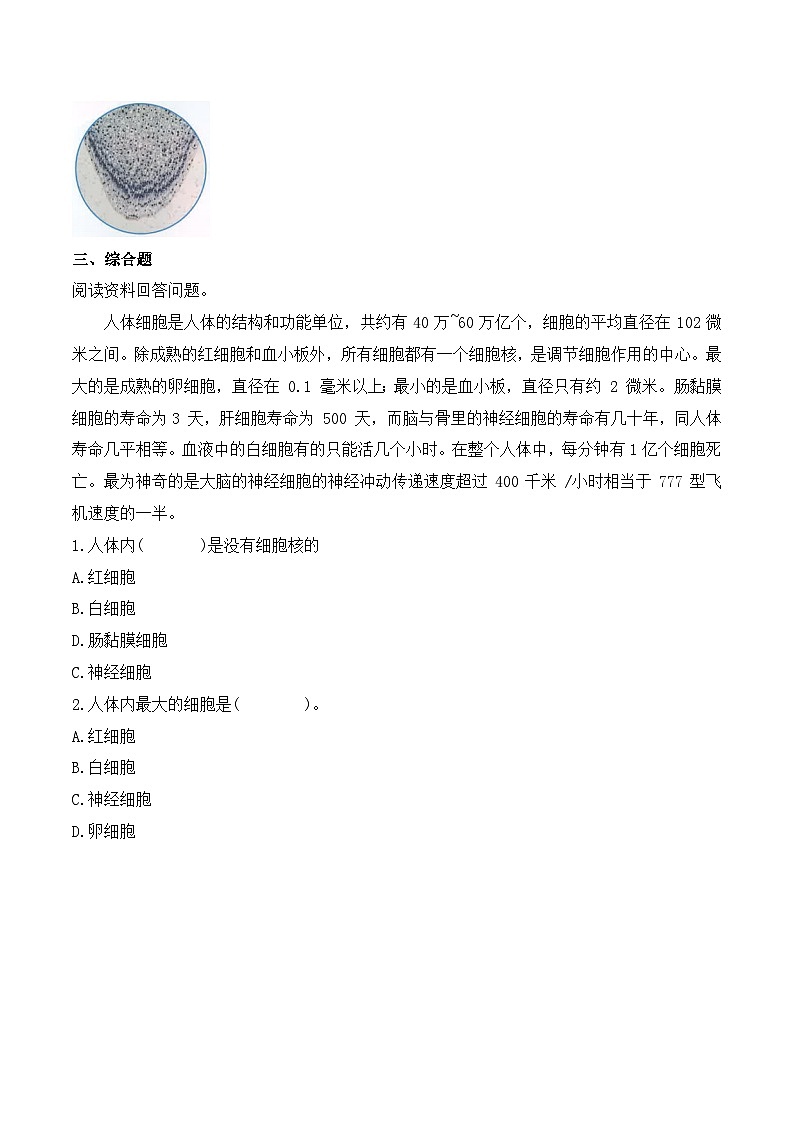 教科版科学六年级上册 第5课 观察更多的生物细胞 教学课件+同步练习+同步教案02