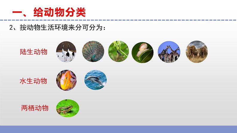 苏教版小学科学四上第一单元《1.给动物分类》课件PPT+视频素材06