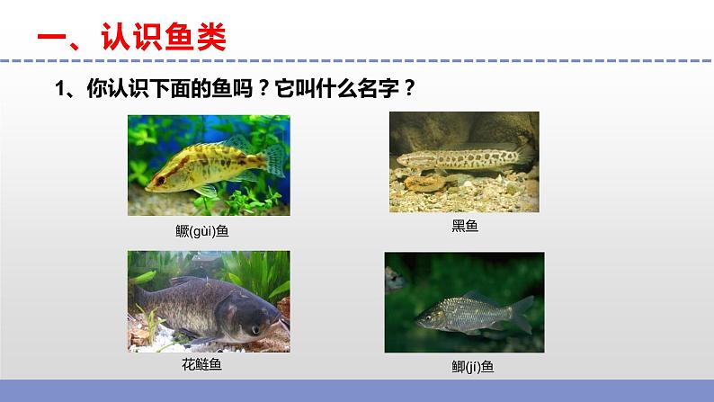 苏教版小学科学四上第一单元《2 鱼类》课件PPT+视频素材04