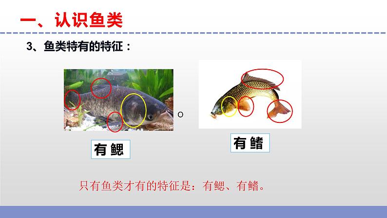 苏教版小学科学四上第一单元《2 鱼类》课件PPT+视频素材06