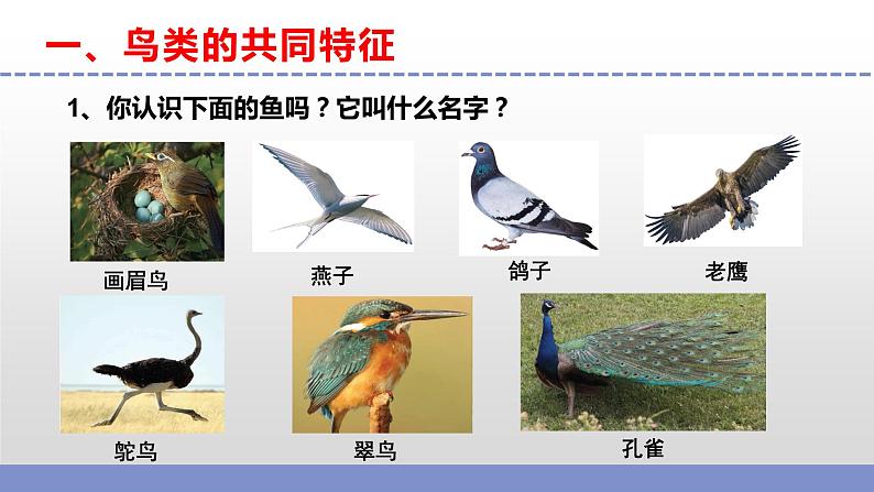 苏教版小学科学四上第一单元《3 鸟类》课件PPT+视频素材04