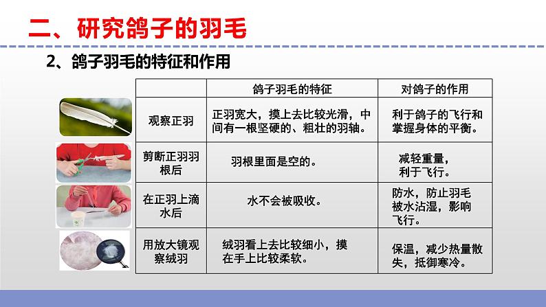 苏教版小学科学四上第一单元《3 鸟类》课件PPT+视频素材08