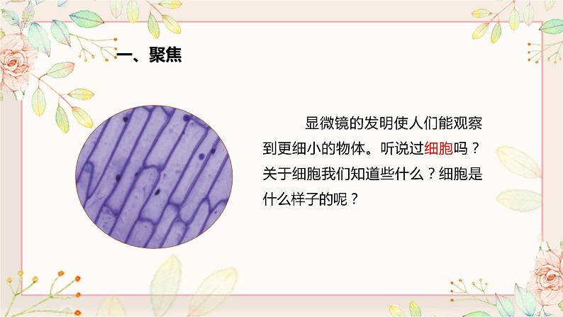 教科版科学六上1.4《观察洋葱表皮细胞》课件+教学设计+素材02