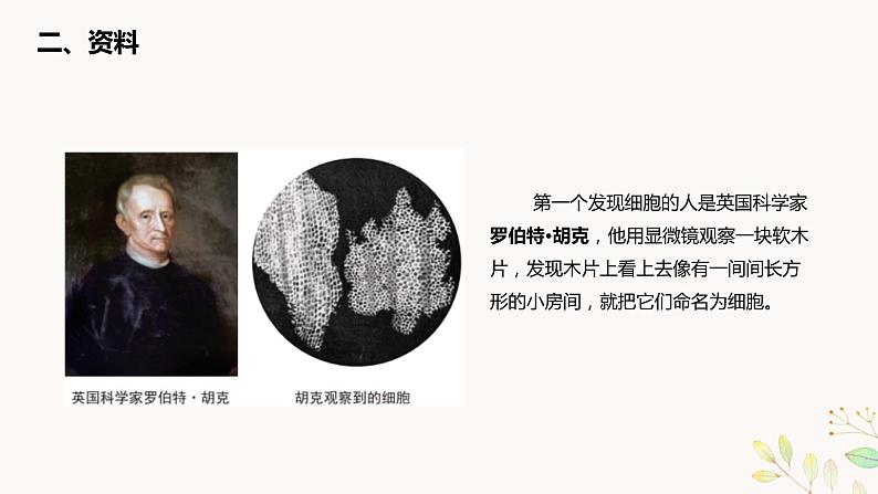 教科版科学六上1.4《观察洋葱表皮细胞》课件+教学设计+素材04