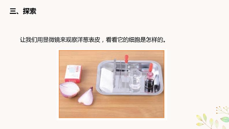 教科版科学六上1.4《观察洋葱表皮细胞》课件+教学设计+素材06