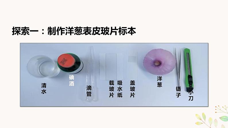 教科版科学六上1.4《观察洋葱表皮细胞》课件+教学设计+素材07