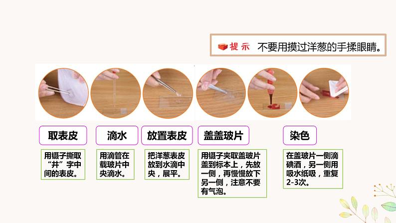 教科版科学六上1.4《观察洋葱表皮细胞》课件+教学设计+素材08