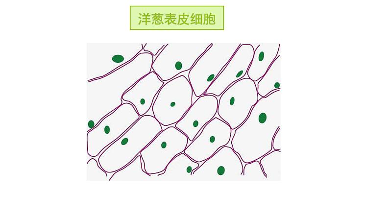 教科版科学六上1.5《观察更多的生物细胞》课件+教学设计+素材02