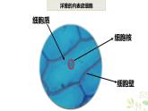 教科版科學(xué)六上1.5《觀察更多的生物細(xì)胞》課件+教學(xué)設(shè)計+素材