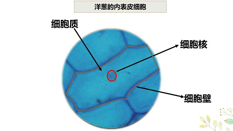 教科版科学六上1.5《观察更多的生物细胞》课件+教学设计+素材03