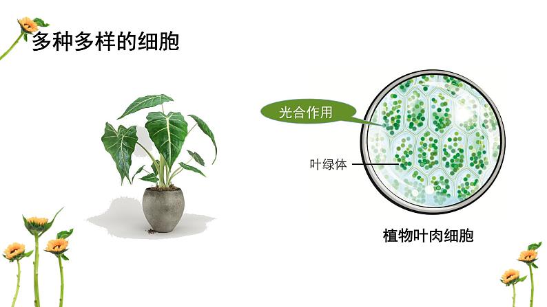 教科版科学六上1.5《观察更多的生物细胞》课件+教学设计+素材08