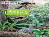 六年级下册科学教科版7保护性物多样性（课件）