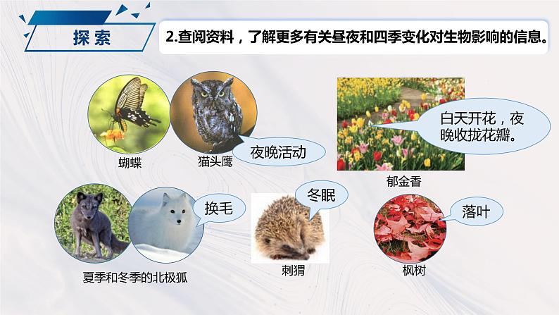 2.7 昼夜和四季变化对生物的影响（课件）-2023-2024学年六年级科学上册同步备课（教科版）06