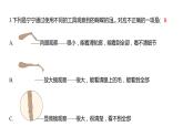 1.3 观察身边微小的物体（习题课件）六年级上册科学教科版