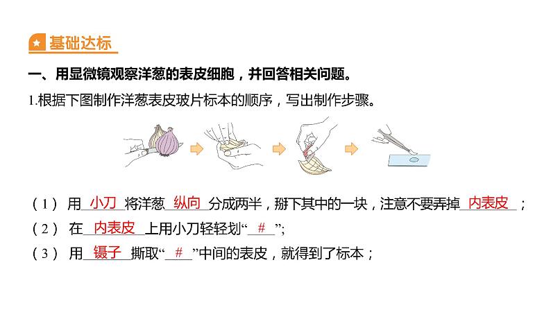 1.4 观察洋葱表皮细胞（习题课件）六年级上册科学教科版第2页