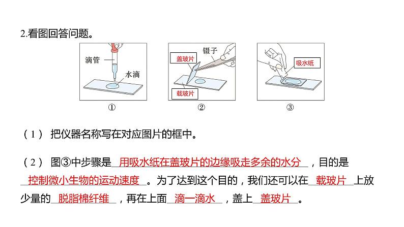 1.6 观察水中微小的生物（习题课件）六年级上册科学教科版03