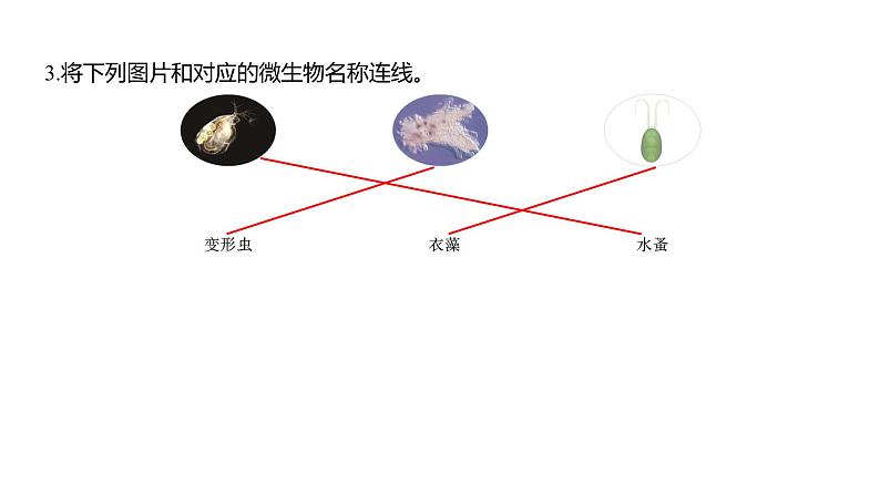 1.6 观察水中微小的生物（习题课件）六年级上册科学教科版04