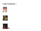 1.1 有关光的思考习题课件 五年级科学上册 教科版