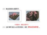 2.6 水的作用习题课件 五年级科学上册 教科版