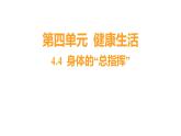 4.4 身体的“总指挥”习题课件 五年级科学上册 教科版