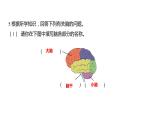 4.4 身体的“总指挥”习题课件 五年级科学上册 教科版