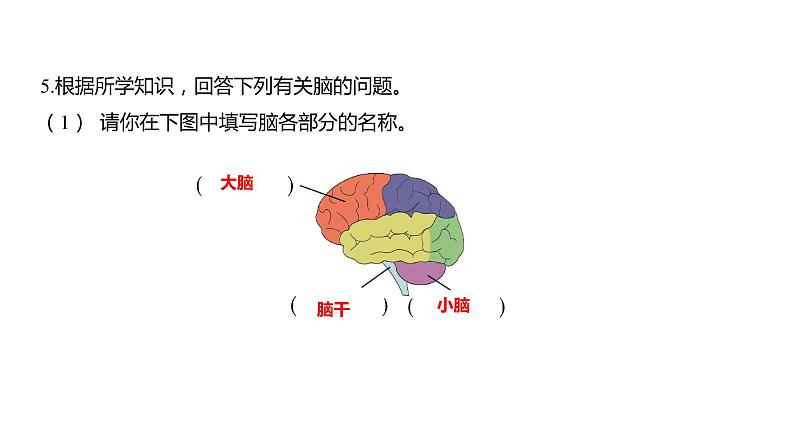 4.4 身体的“总指挥”习题课件 五年级科学上册 教科版03