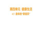 4.5 身体的“联络员”习题课件 五年级科学上册 教科版