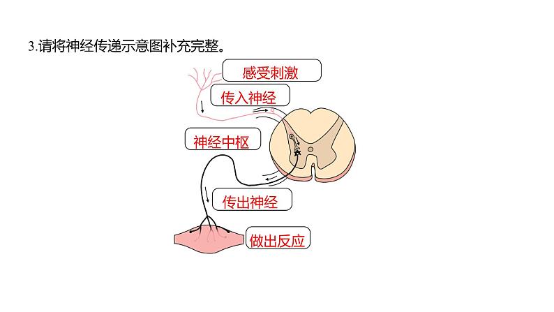 4.5 身体的“联络员”习题课件 五年级科学上册 教科版03